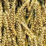 Пшеница озимая. Семена озимой пшеницы. фотография