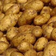Семенной картофель Тирас фото