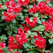 Rhododendron 'Baden-Baden' цены фото