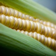 Кукуруза сортов Добрыня и Мегатон Голландия, сладкая фото