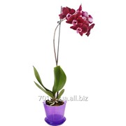 Горшки для Орхидей фото