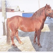 Лошадь русская тяжеловозная фото