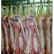 Мясо свинины фото