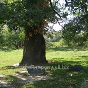 Дуб Quercus petraea обхват ствола 14-16 фото