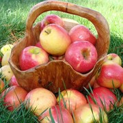 Яблоки спелые, вкусные, разных сортов от производителя.