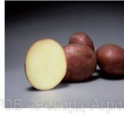 Картофель семенной «Альвара» фото