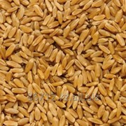 Пшеница от 1000тн фотография
