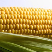 Кукуруза от производителя фото