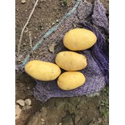 Картофель оптом от крестьянского хозяйства,Джувел фотография