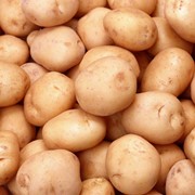 Картофель, купить в Украине фото