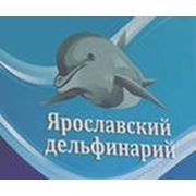 В Ярославский дельфинарий фото