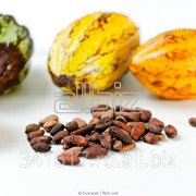 Какао бобы фото