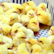 Суточный молодняк цыплят,выращенные из домашнего яйца,домашняя птица. фото