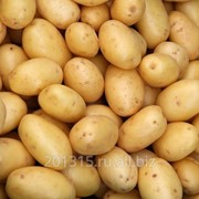 Сорт "Победа" картофель семенной элита
