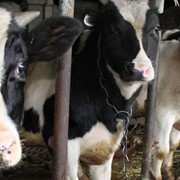Вакцина против бруцеллеза сельскохозяйственных животных из штамма 19 ОСТ 10-08064-41-95 фото