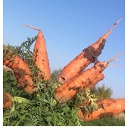 Морковь, Свекла фото