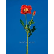 Цветок искусственный “Мак ветка х2“ арт. AJ43506 фотография