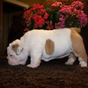 Выбітны англійская бульдог шчанюкі Гатовы фото