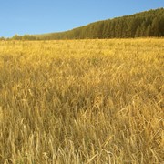 Ячмень. Производство зерновой и масличной сельскохозяйственной продукции высокого качества. фото