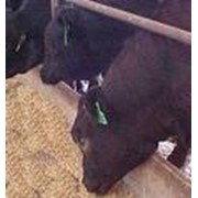 Скот крупный рогатый молочный Племенные животные Животноводство Сельхозпродукция фотография