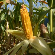Семена кукурузы Артуа ФАО – 270  фото