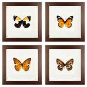 Коллекция постеров "Оранжевые бабочки"