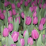 Тюльпаны к 8 марта фотография