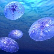 Снеки из медузы фотография
