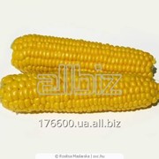Зерно кукурузы фуражной повышенной зерновой примеси