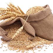Зерно пшеницы, ячменя, урожай 2015