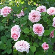 Розы William Christie (Уильям Кристи) фото