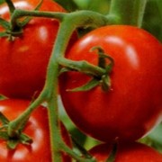Помидоры, томаты свежие фото