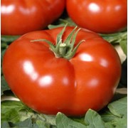 Семена томатов. Томат Бетта фото