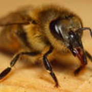 Разведение пчел фото