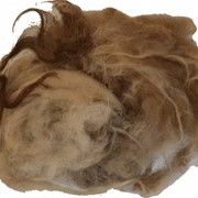 Шерсть овечья желто-коричневая каракульской породы фото