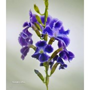 Фотокартина “Цветок дуранты «Гейша»“ фотография