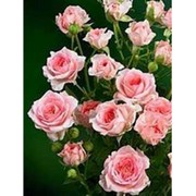 Саженцы роз “Миниатюрные“ фото
