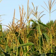Семена кукурузы Воронежский 279 СВ ФАО - 290 фото