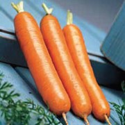 Семена моркови Дордонь F1 фото