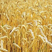 Семена пшеницы фото