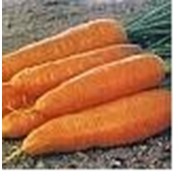 Семена моркови Корина фото