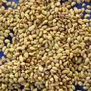 Люцерна кормовая (семена), Партия от 100 кг