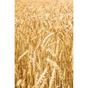 Семена озимой пшеници и ячменя фото