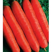 Морковь Ортолана 100гр