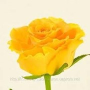 Роза Сфінкс, местная роза фото