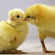 Суточные цыплята-бройлеры фото