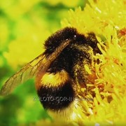 Мёд цветочный сбор с молочая фото