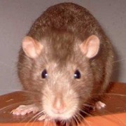 Уничтожение мышей и крыс фото