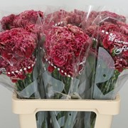 Гвоздика фото