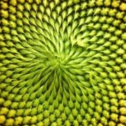 Закупка зерновых и масленичных культур фото